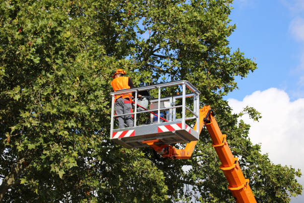 Residential Tree Removal in Canadian Lakes, MI